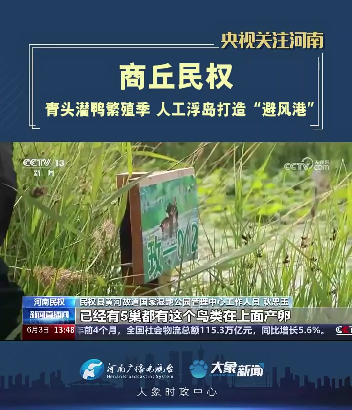 「央视关注河南民权」青头潜鸭繁殖季 人工浮岛打造“避风港”