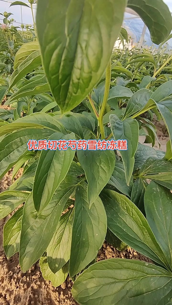 优质切花芍药品种推荐