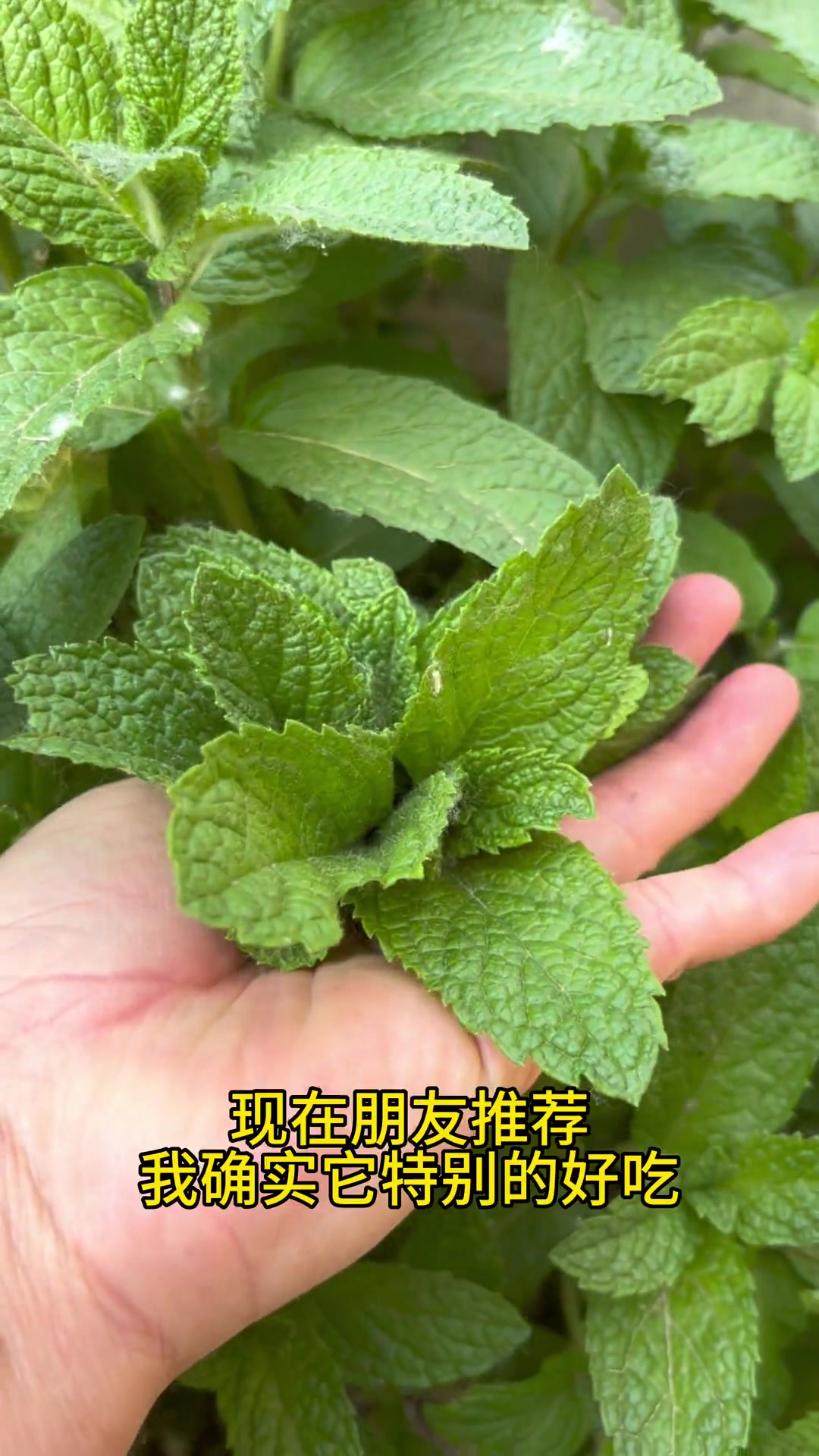 夏天面条的灵魂只有荆芥和朋友推荐的十香菜，特别的好吃