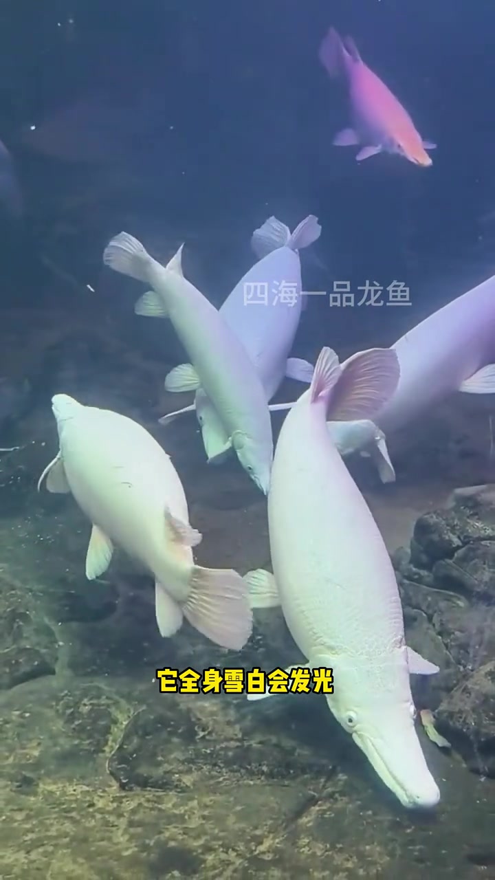 白化幽灵火箭 水族 观赏鱼