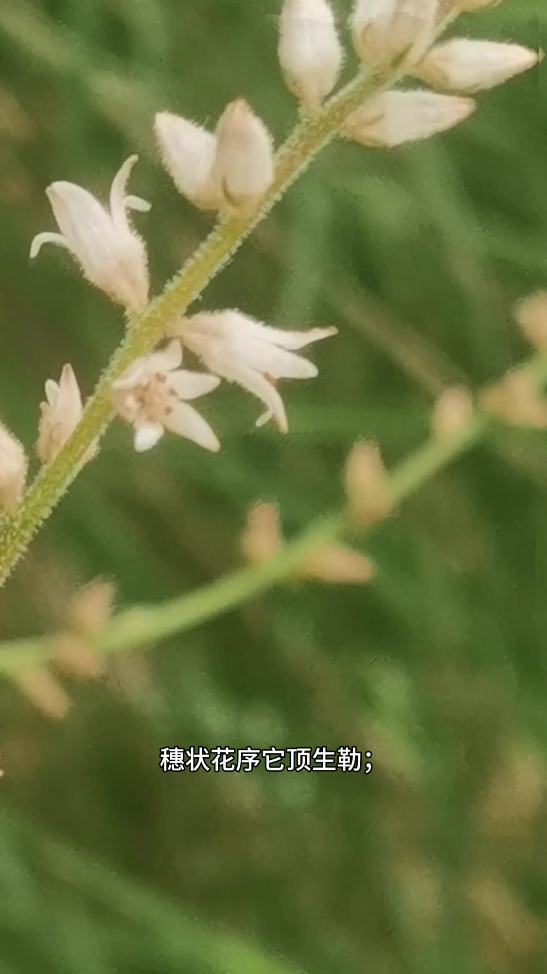 《粉条儿菜》又叫金线吊白米、肺筋草名字里的价值密码，你知道吗