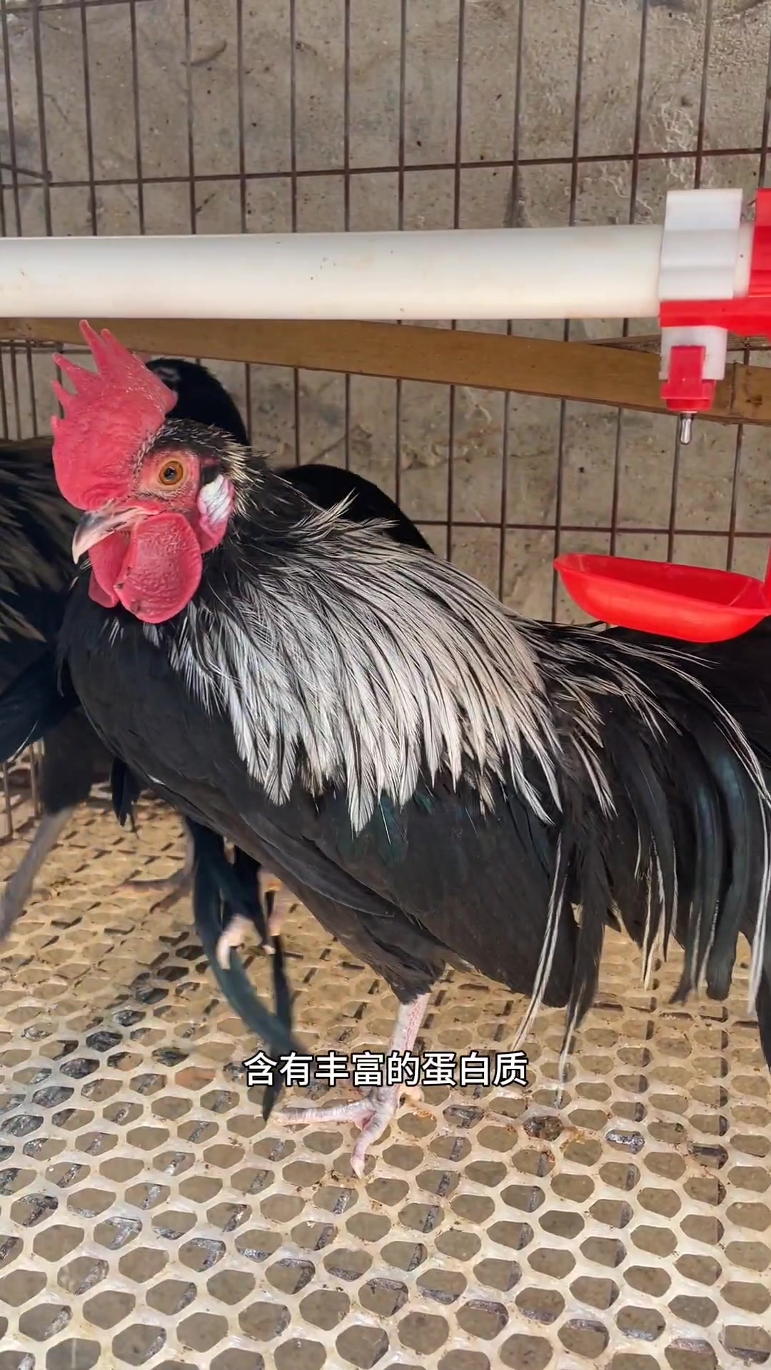 黑色长尾鸡苗幼苗养殖简单好饲养