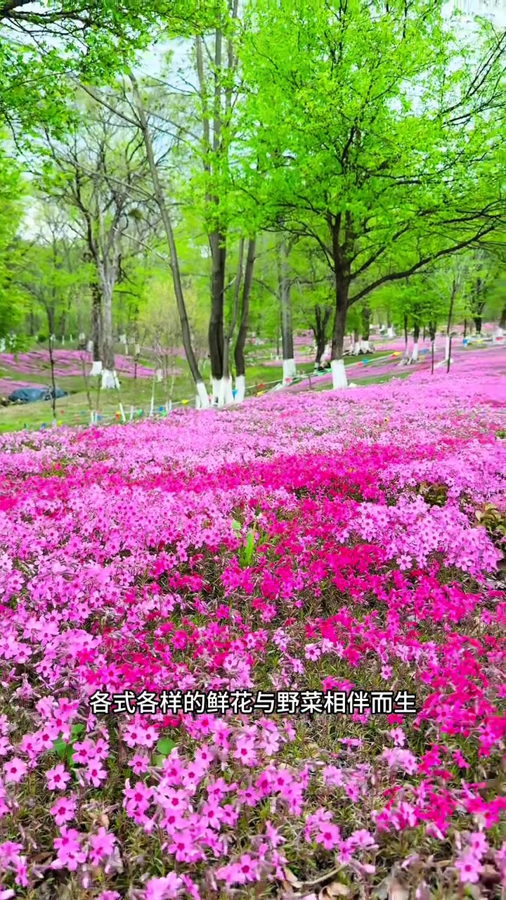 吉林发现花海可钓鱼挖山菜适合郊游