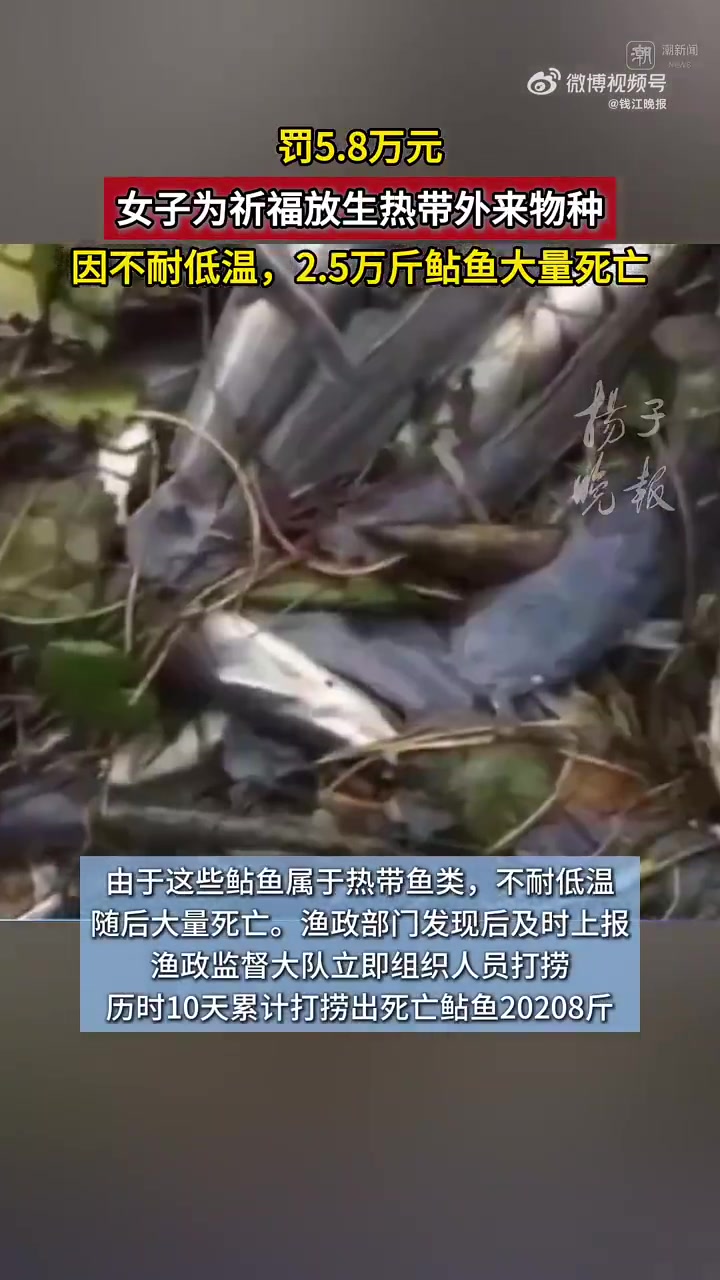 「外来鲇鱼有哪些危害?」常州人徐某因在长荡湖非法放生3车2.5万斤外来物种“革胡子鲇”,成