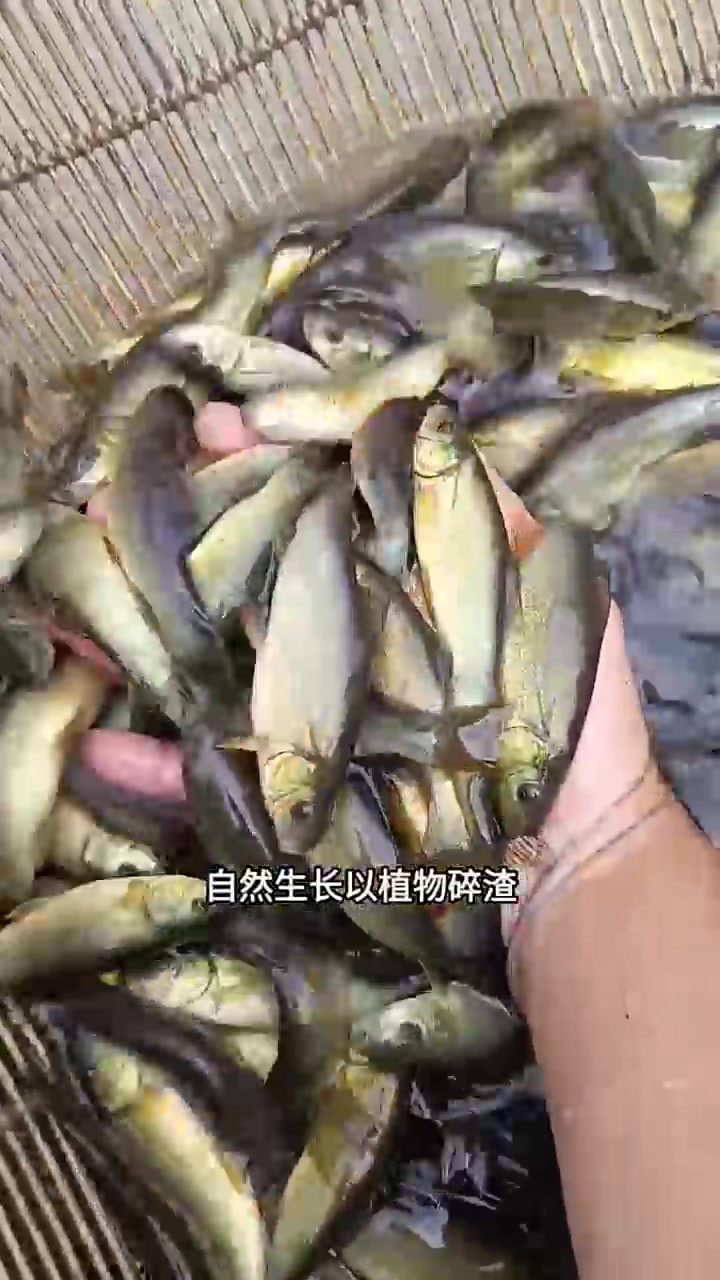 杂食性鱼类，丁桂鱼，具有抗炎寒，耐低氧的特点，生存能力非常强