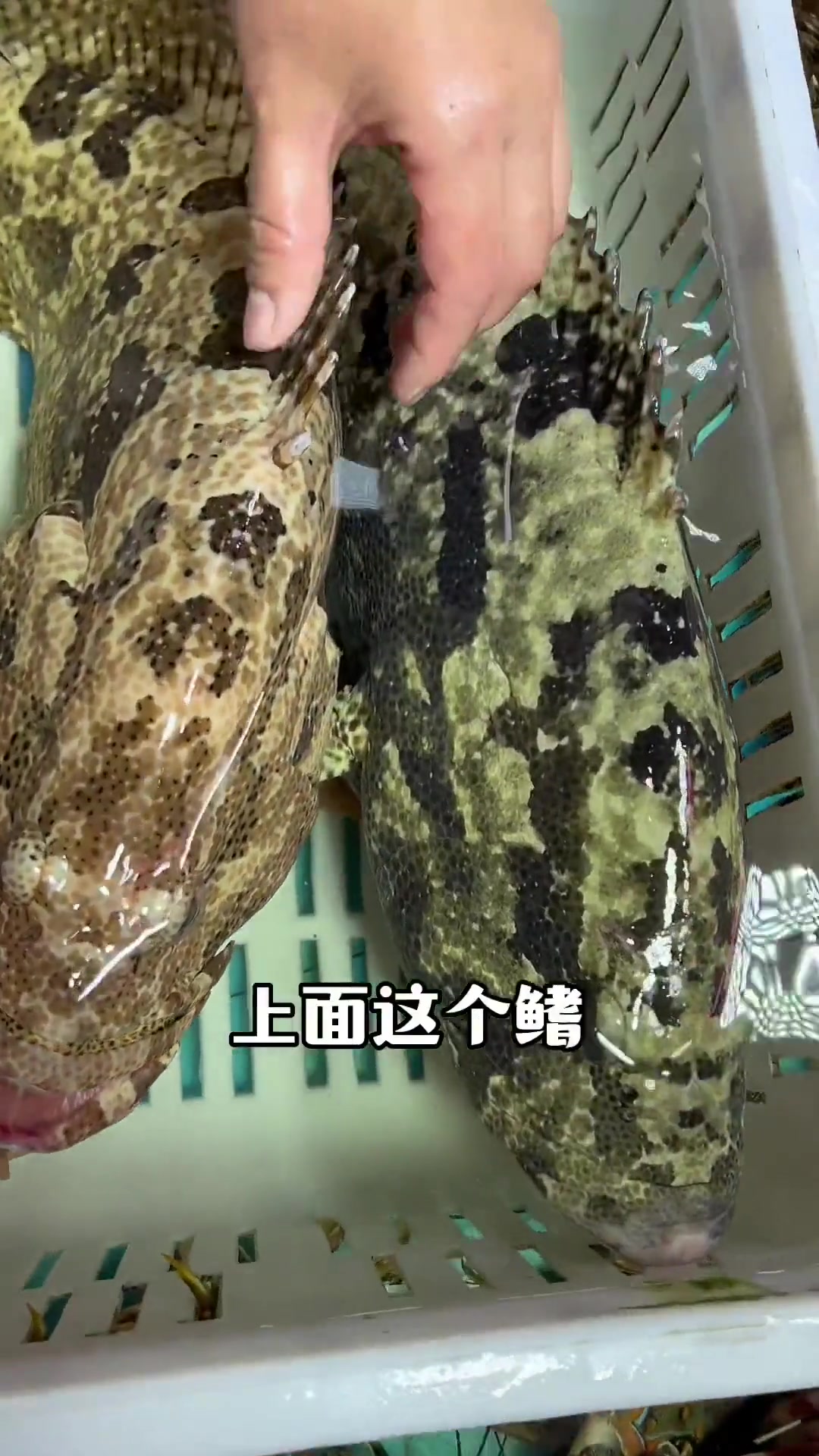 你对老虎斑鱼的口感有没有念念不忘