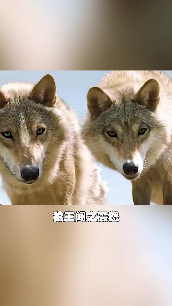 西藏孤狼?错!俺是爱吃蛋黄派的小狼狗啦!