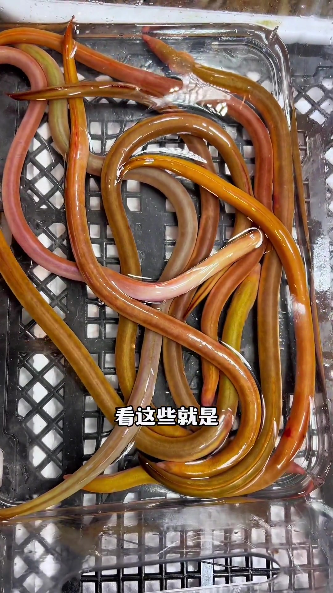 鳗鱼中的天花板血鳗