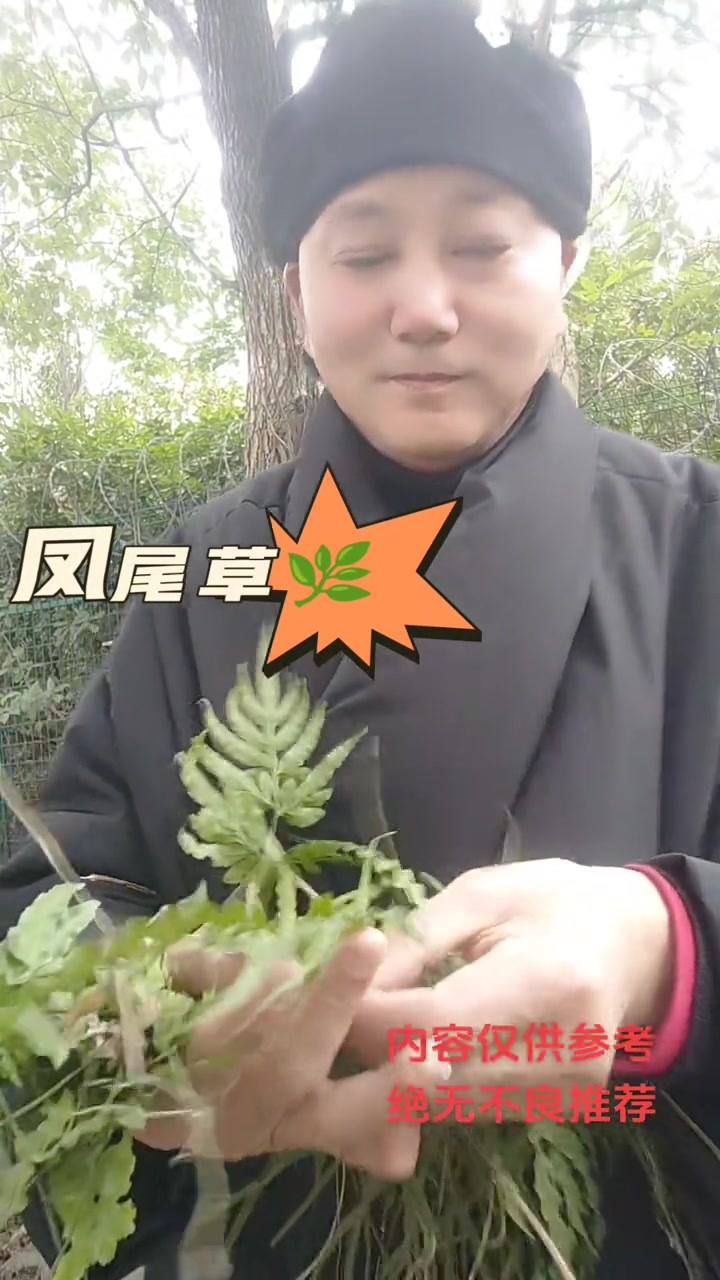 今天给大家分享鸡爪草，也叫凤尾草，你认识吗？评论区说说看