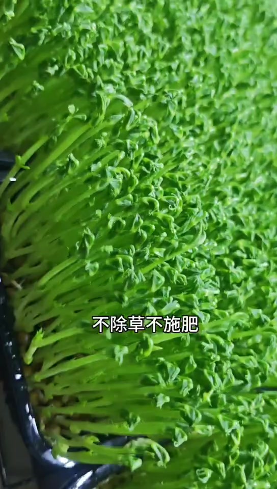 芽苗菜种植基地，教你在家种植