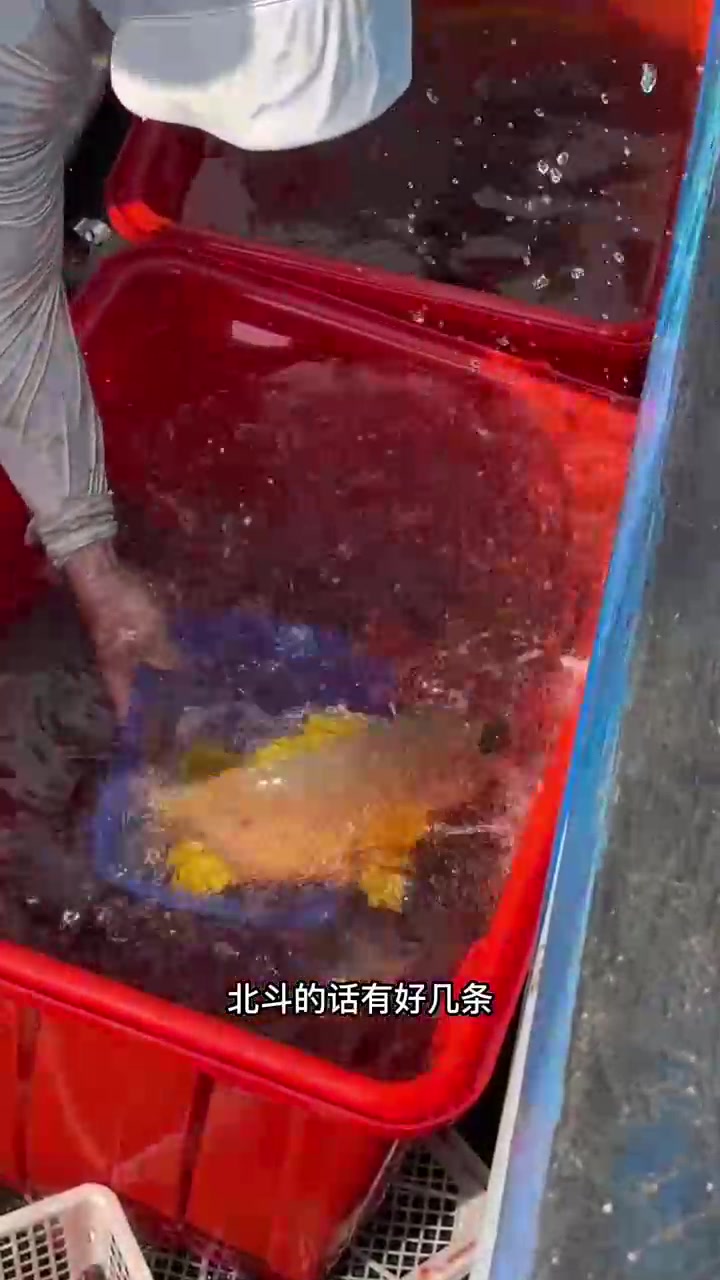 热闹鱼场里的鱼儿欢快回鱼啦!