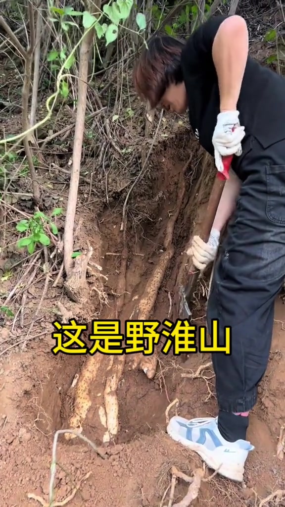 带你认识15种可煲汤的中草药植物，看看你认识几种