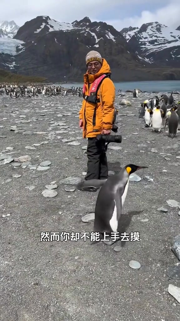 好可爱的企鹅，会主动和人类贴贴