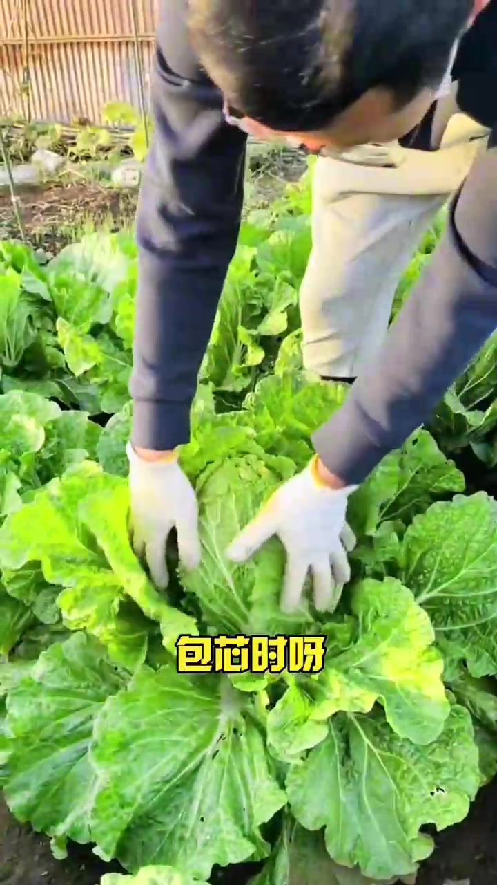 白菜软腐病,黑腐病,干烧心,烂根,脱帮,烂心就用上它喷一喷,给你意想不到的效果