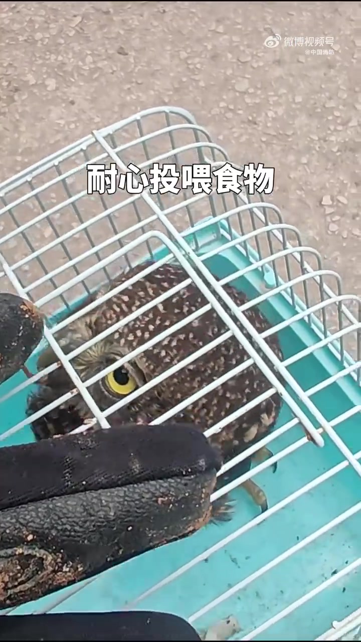 6月1日,广西河池一居民家闯入一只“大眼萌鸟”,自带“问号脸”超可爱!“蓝朋友”小心抓捕后