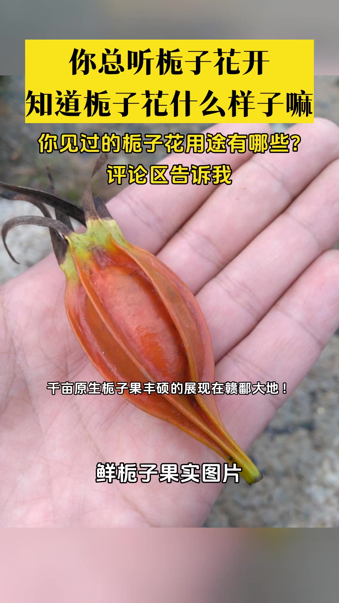 鲜栀子果实图片,千亩原生栀子果丰硕的展现在赣鄱大地!这里产出的栀子果核心有效成分:栀子苷含