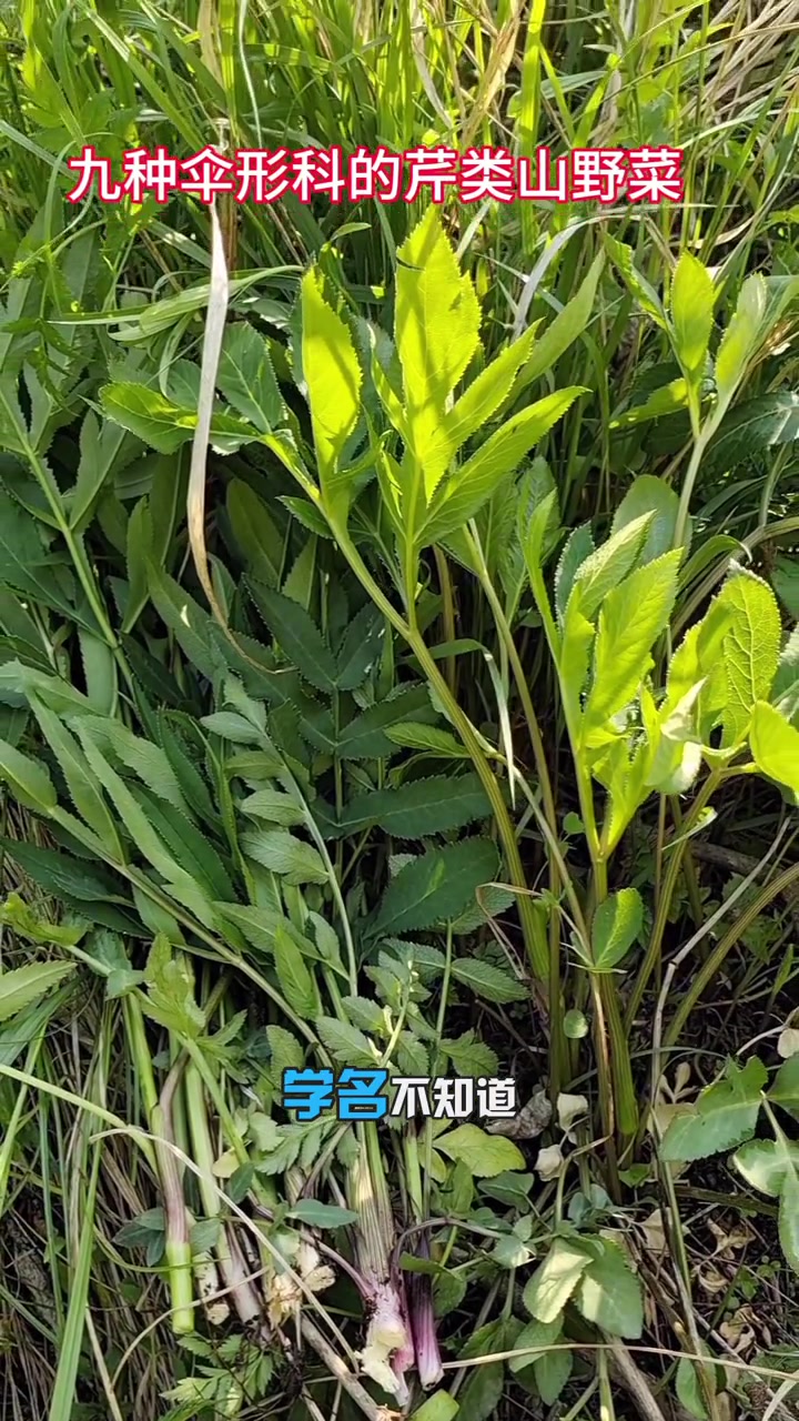 东北地区常见的九种伞形科芹类山野菜