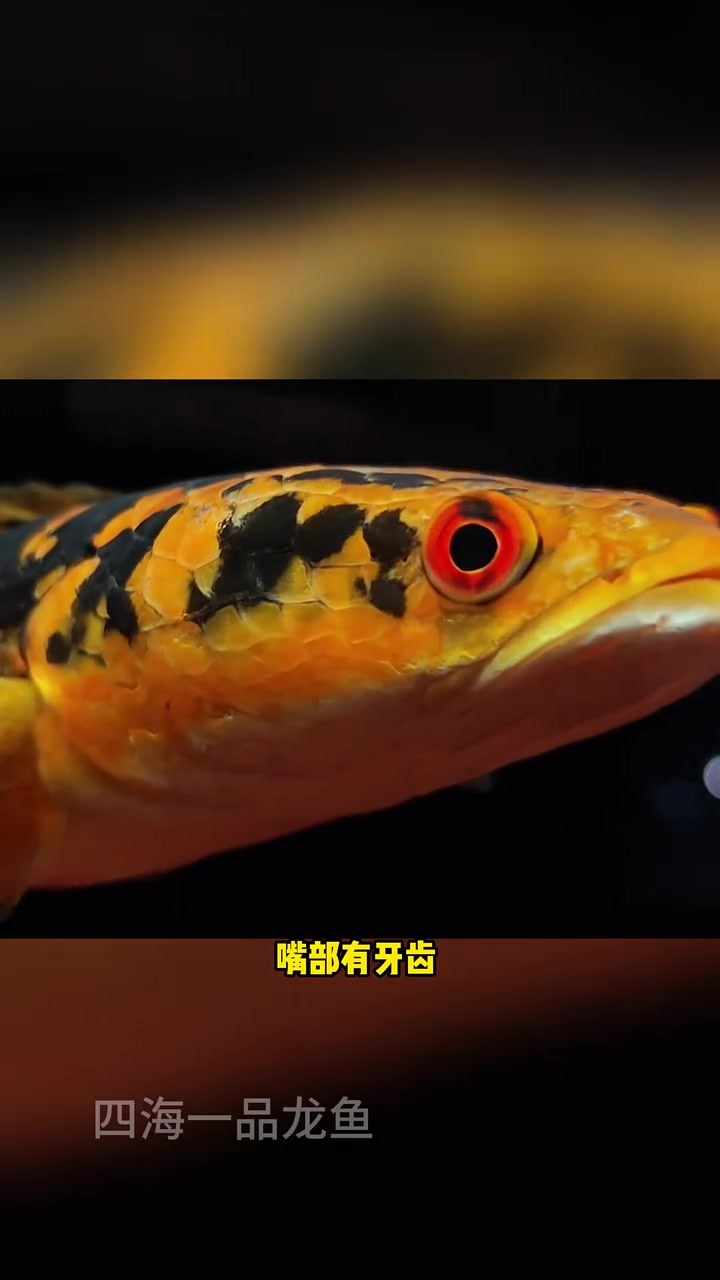 观赏鱼战斗力十大排行榜 水族 观赏鱼