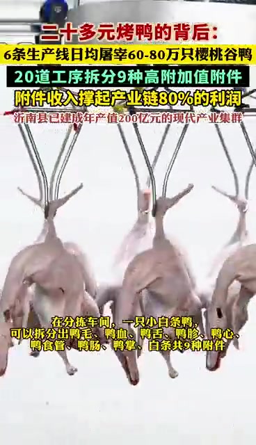 「25元一只的街头烤鸭成本仅8元，9大附件收入撑起80%肉鸭初加工利润」小鸭毛2.71 元