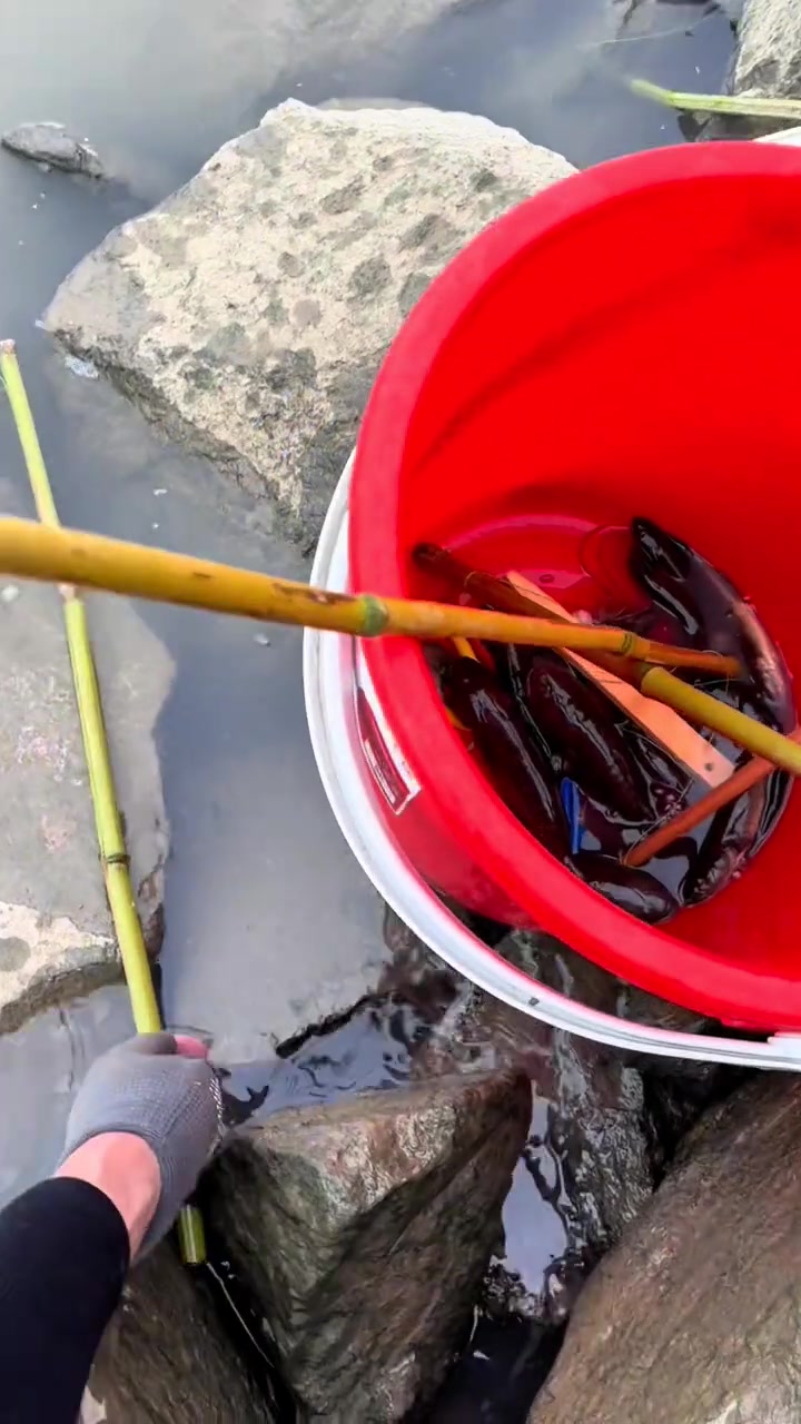 东莞虎门南沙底下钓蟹虎鱼的快乐，简单粗暴