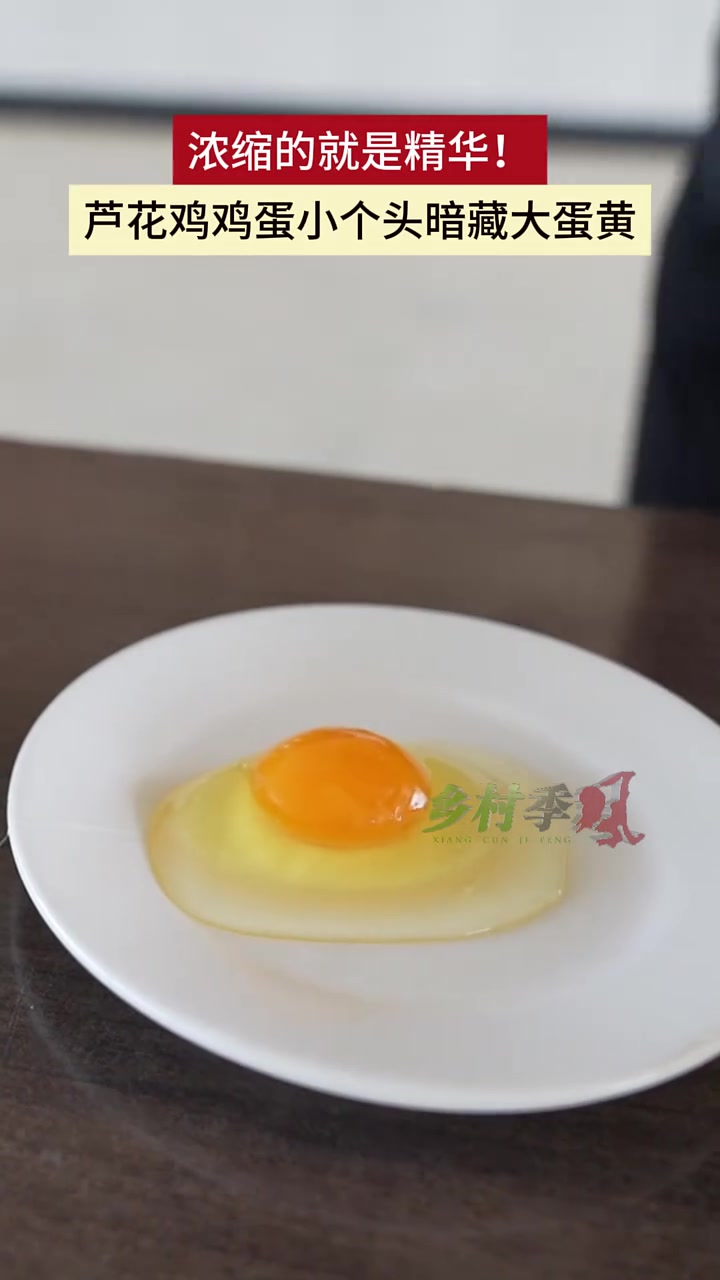 浓缩的就是精华！芦花鸡鸡蛋小个头暗藏大蛋黄
