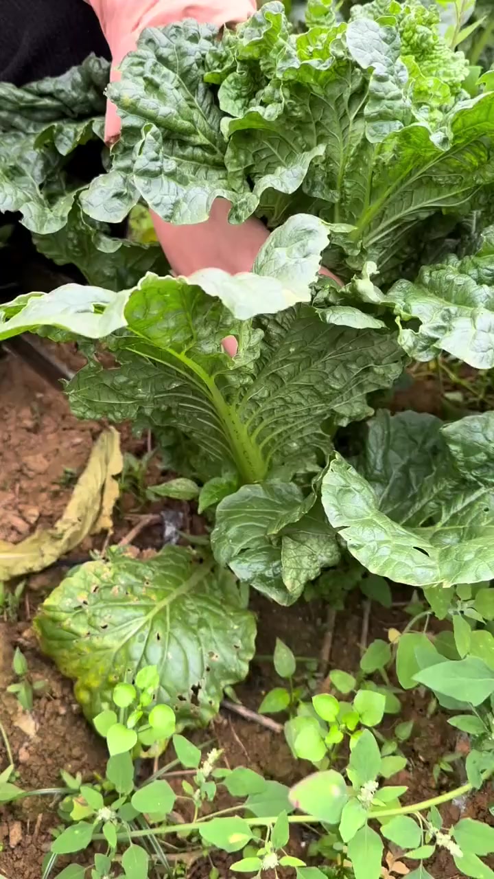 农村种植的青口白菜，没打过荣耀和化肥纯天然，被霜打过的清甜软糯