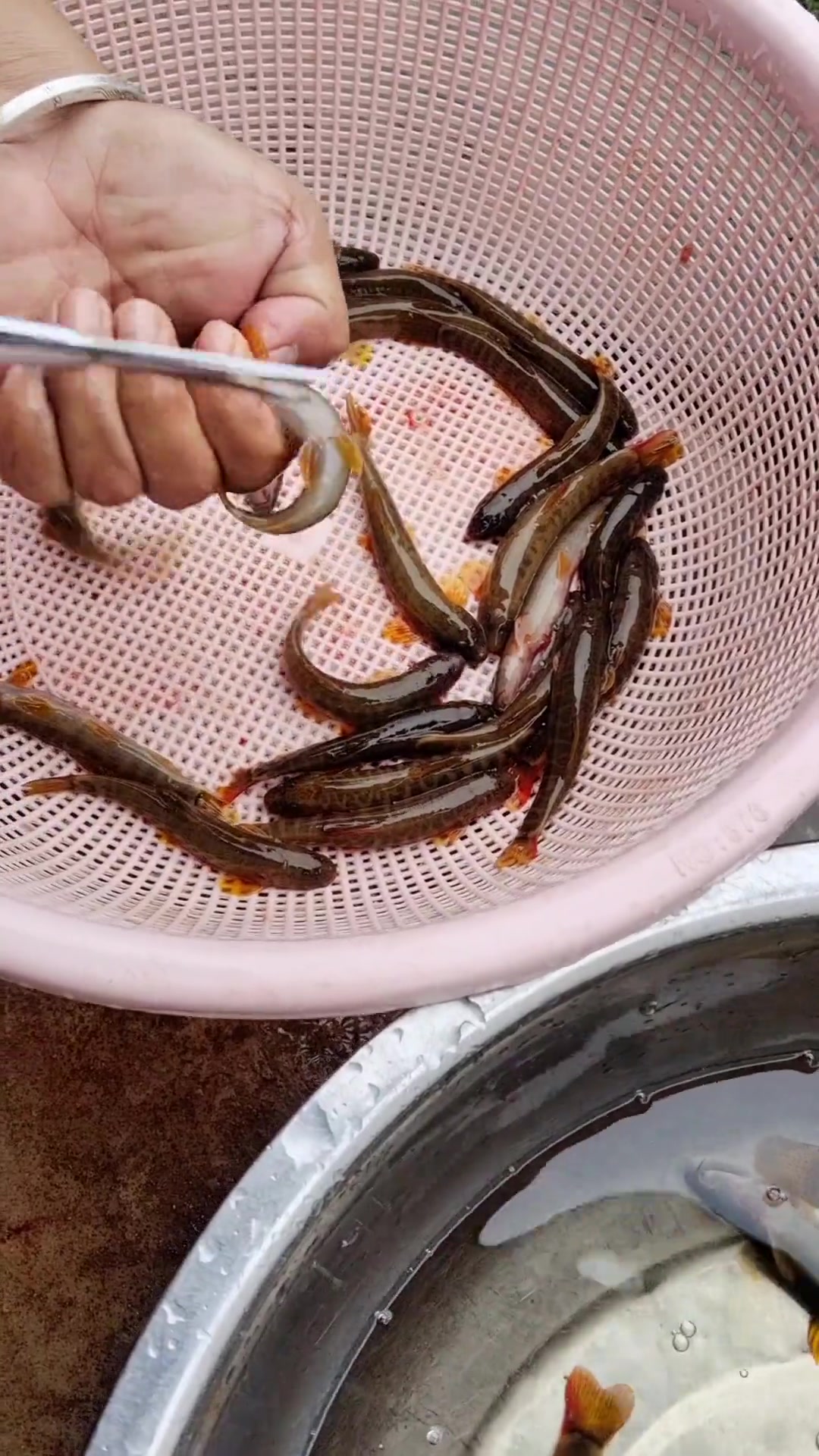 土鸡,酸菜红尾巴鱼,饭量大了两倍