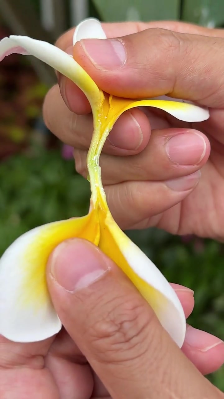 鸡蛋花是夹竹桃科的，但是白鸡蛋花却可以吃，一般是晒干后煮凉茶。白鸡蛋花好看，但一般不结果，