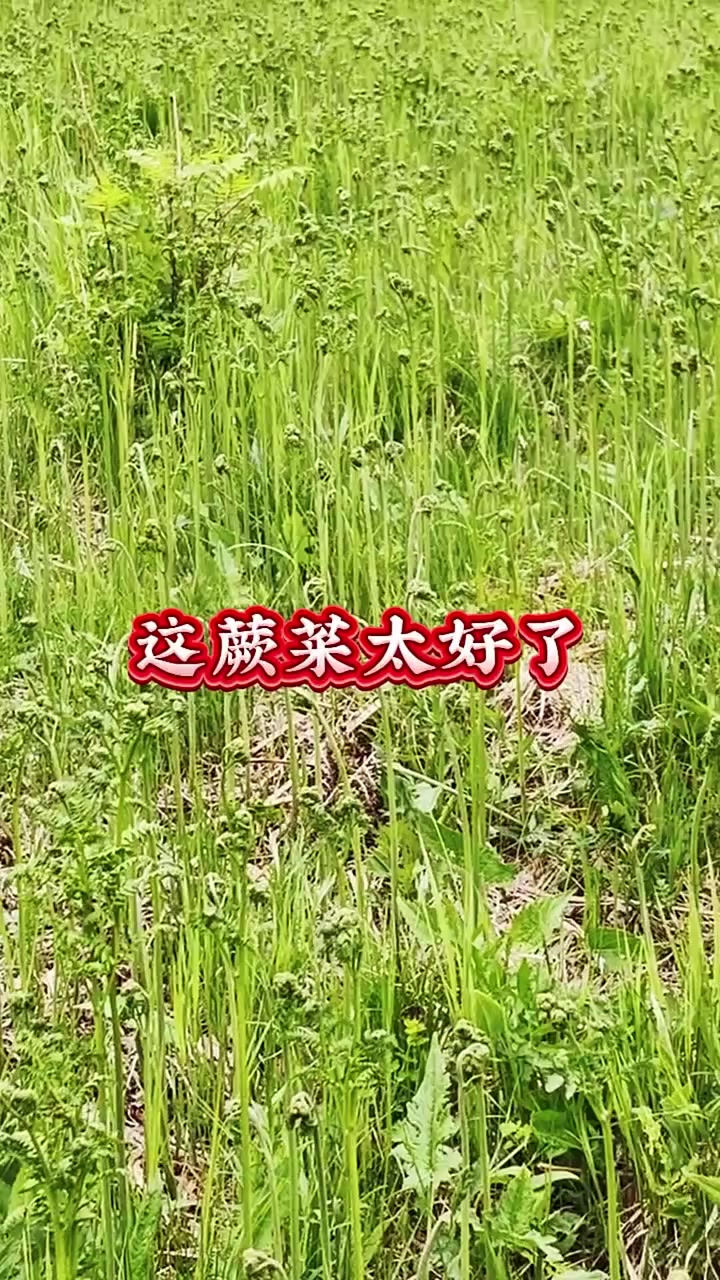 看看这蕨菜好不好啊!
