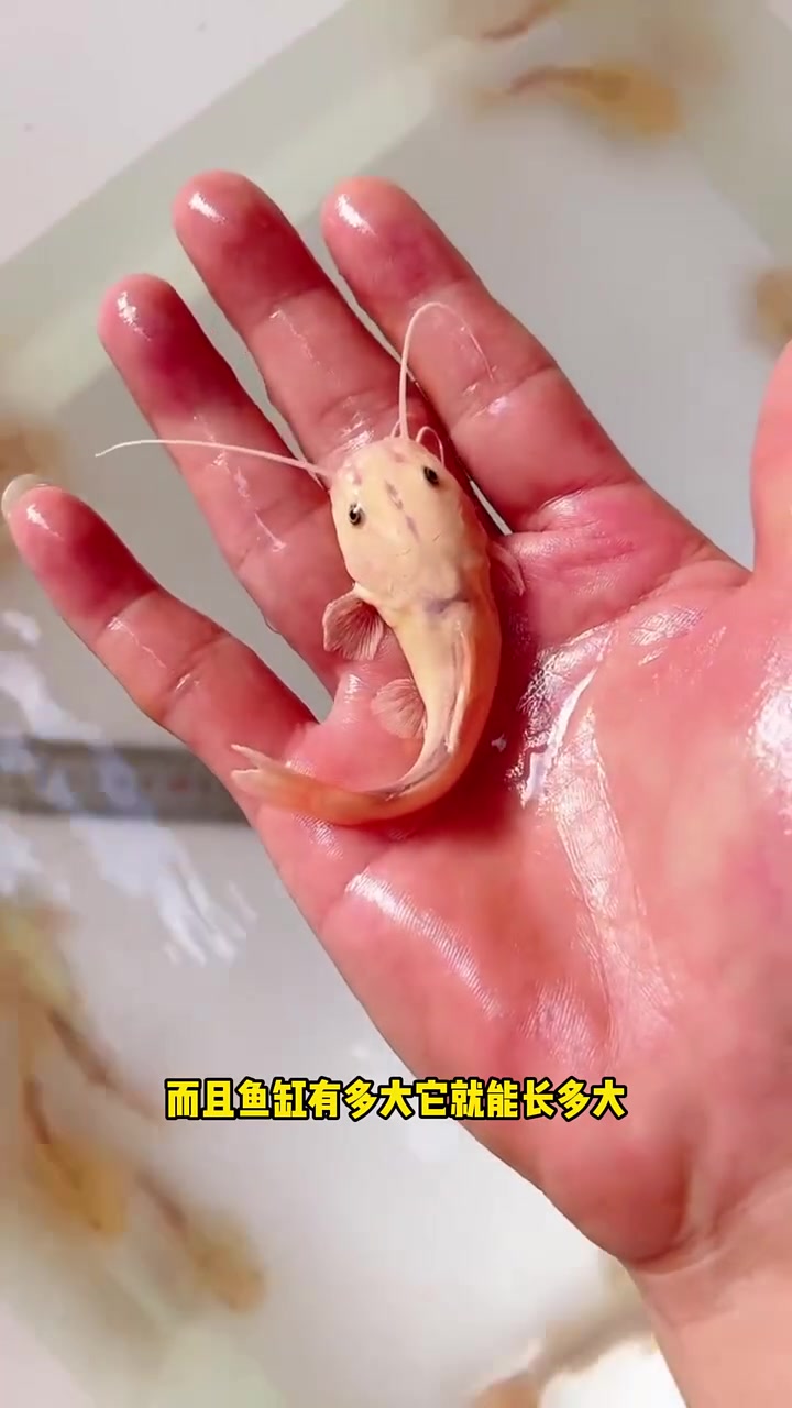 观赏鱼战斗力十大排行榜 水族 观赏鱼
