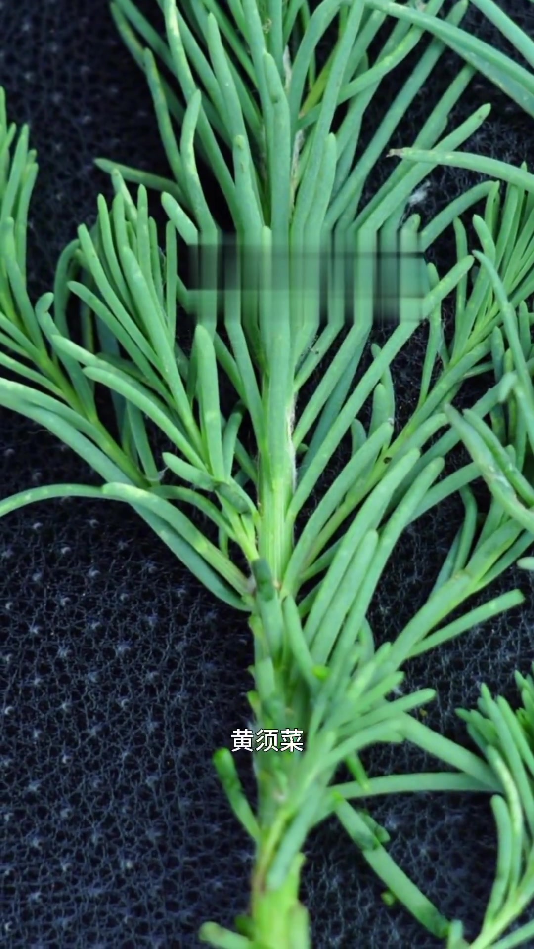 区分黄须菜和卤蓬