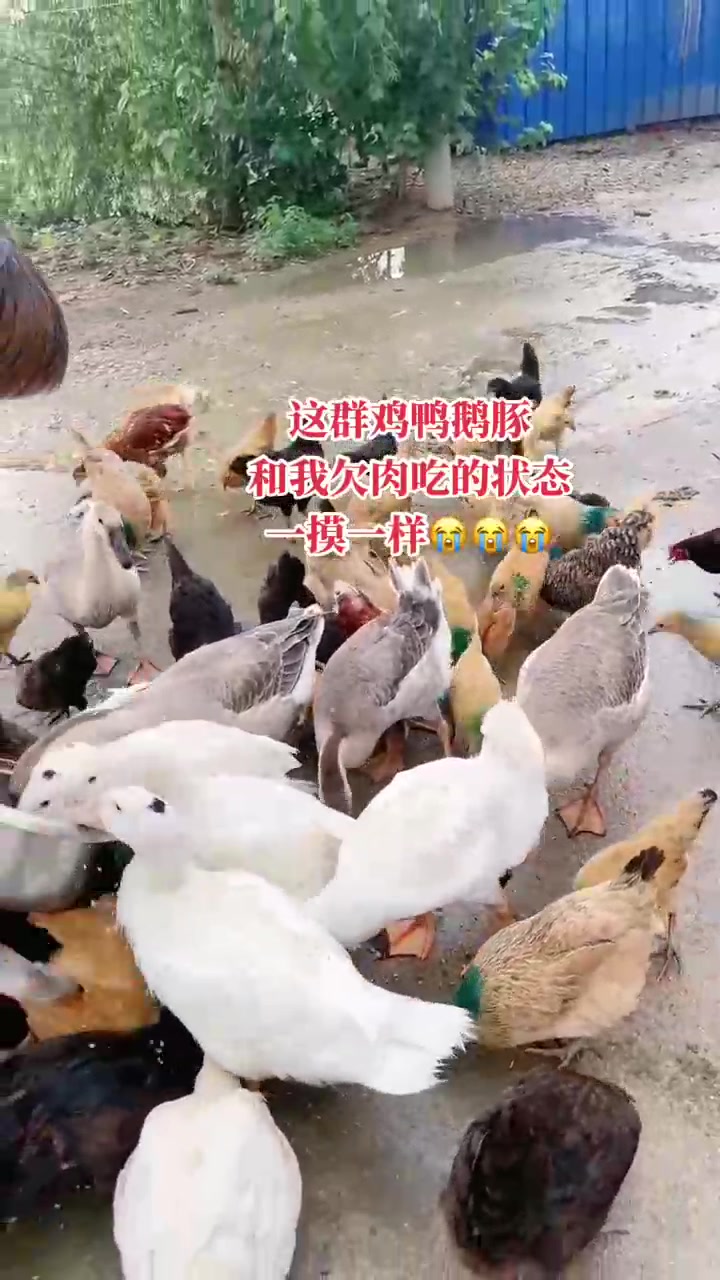 这鸡鸭鹅豚吃的真好