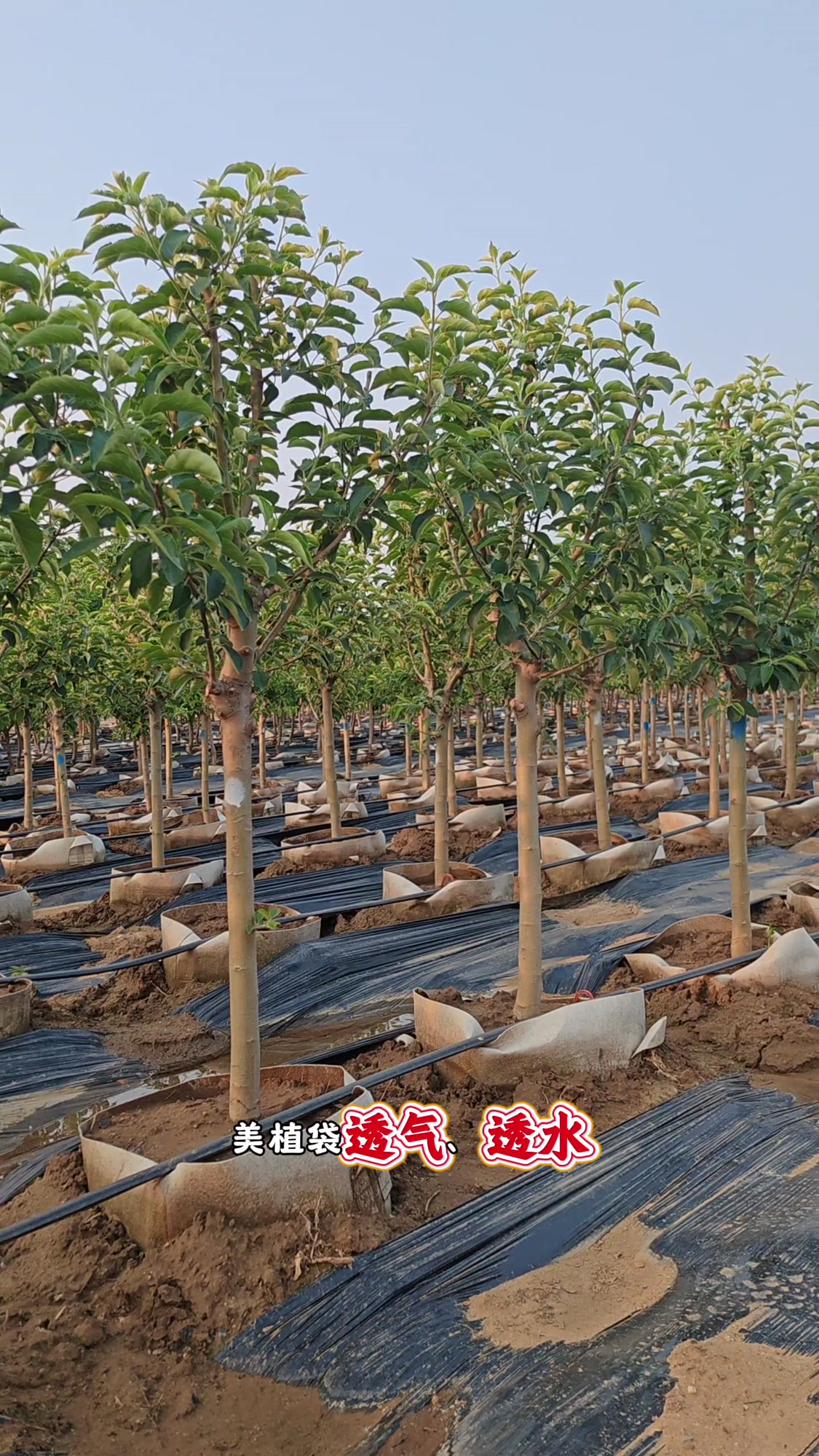 5公分苹果树 盆栽苹果树基地专区