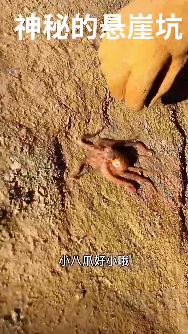 张牙舞爪神秘的鹦鹉鱼，七彩花斑，罕见的一种