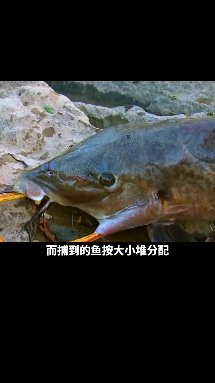 你敢这样钓鱼吗?