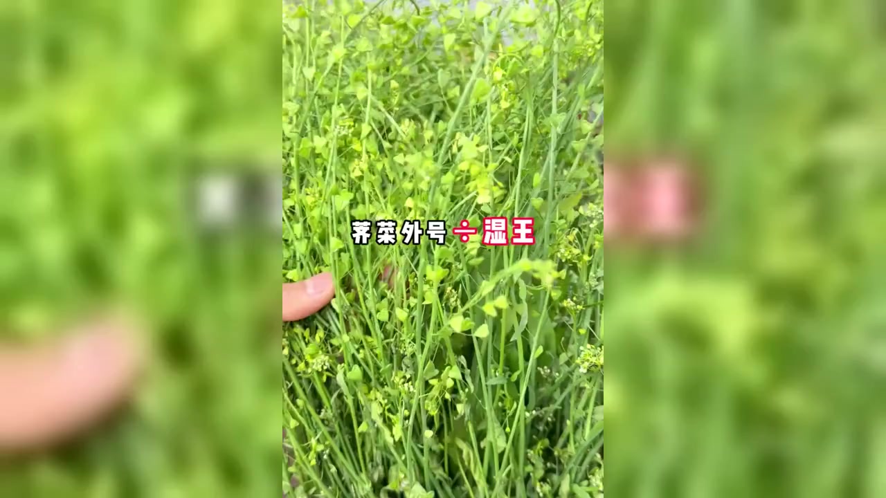 荠菜煮鸡蛋的好处你知道吗?快来试一试!