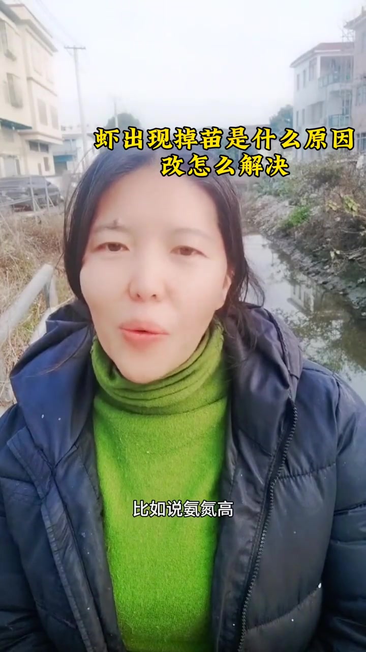 南美白对虾养殖技术，虾掉苗的原因？养虾技术，冷空气过后，虾掉苗了，该怎么办？