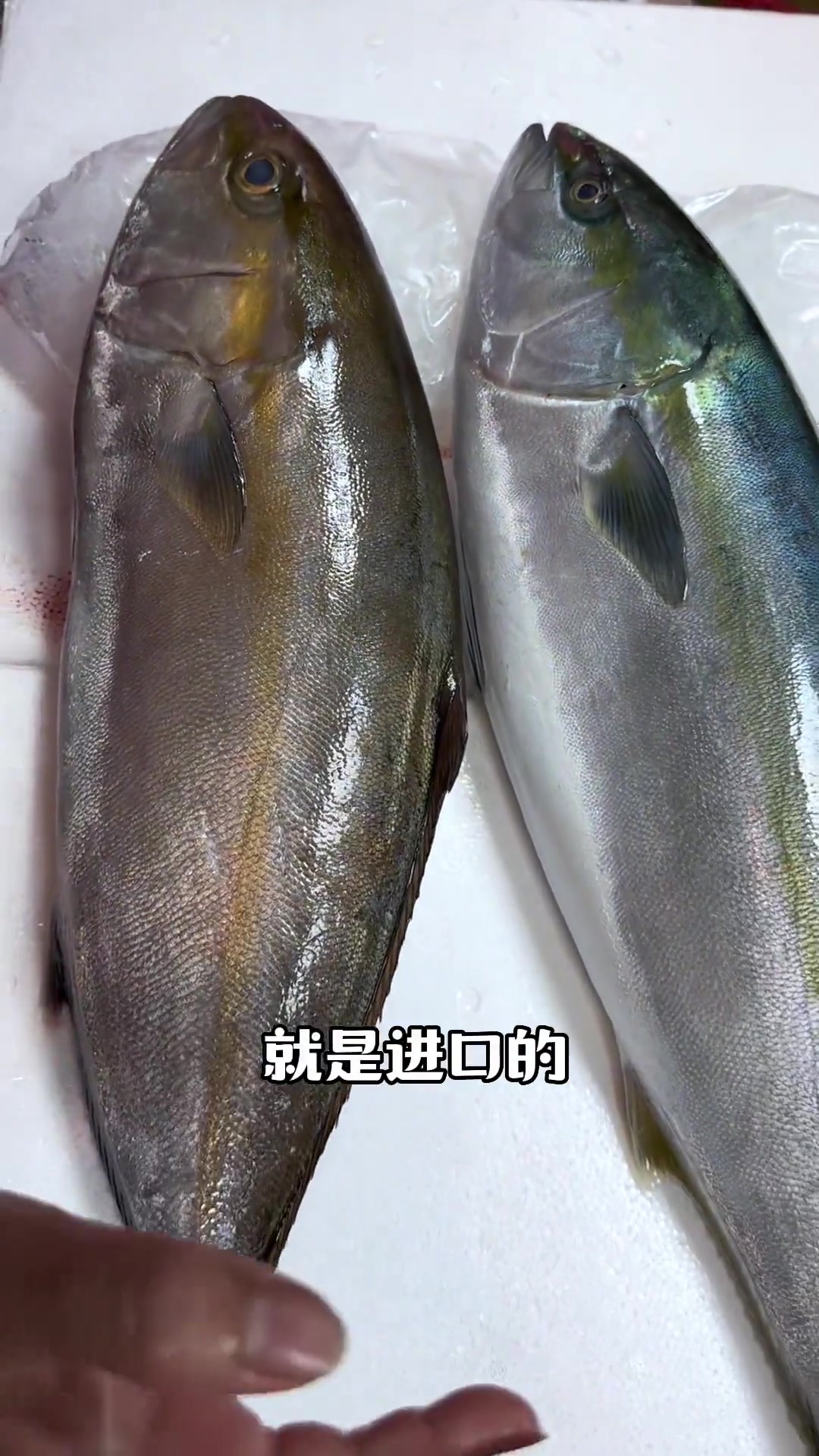 红甘与青甘（油甘鱼）