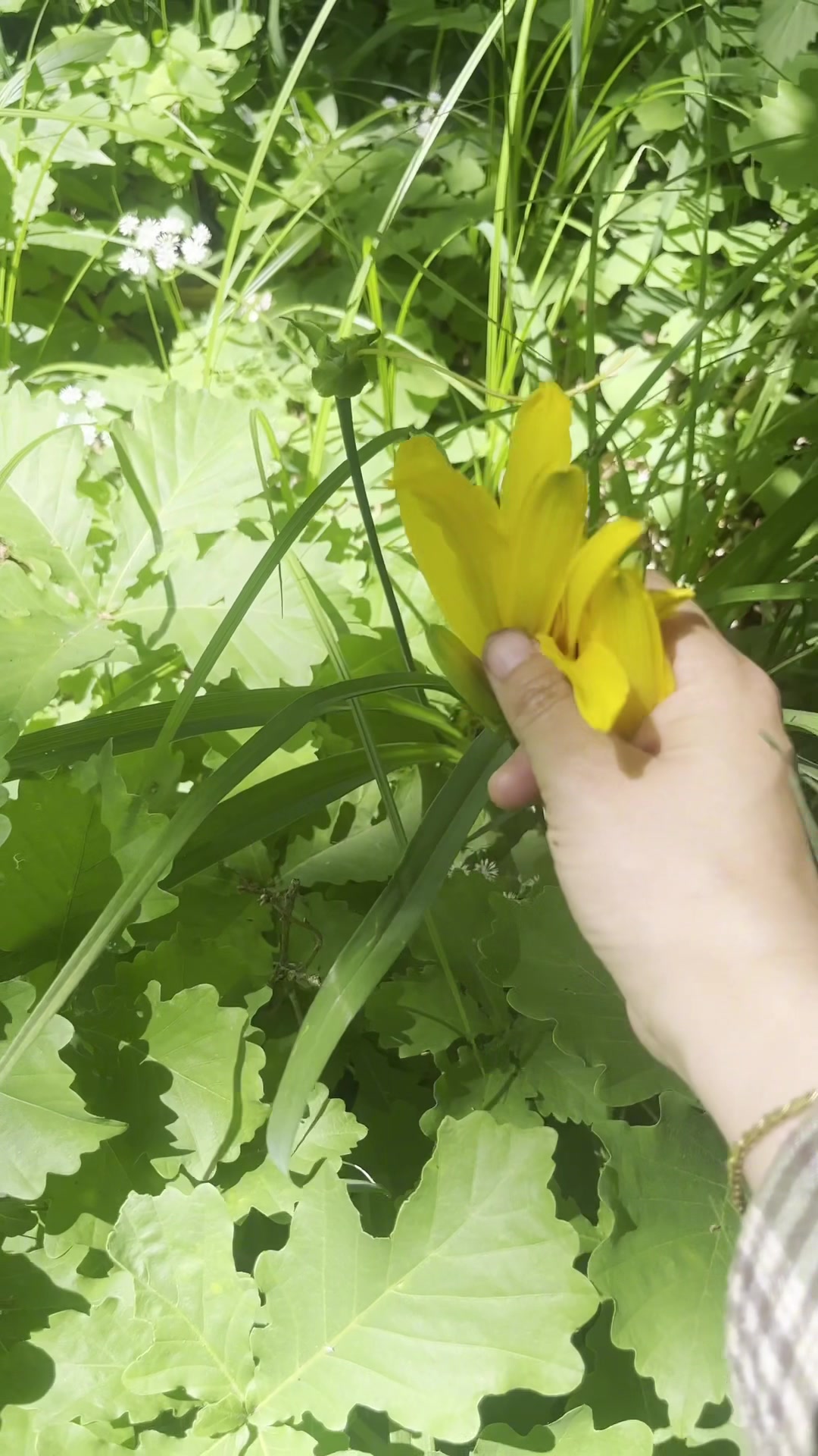 黄花菜开了,今天采点回家冻上冬天吃,不知道你们那里的黄花开没