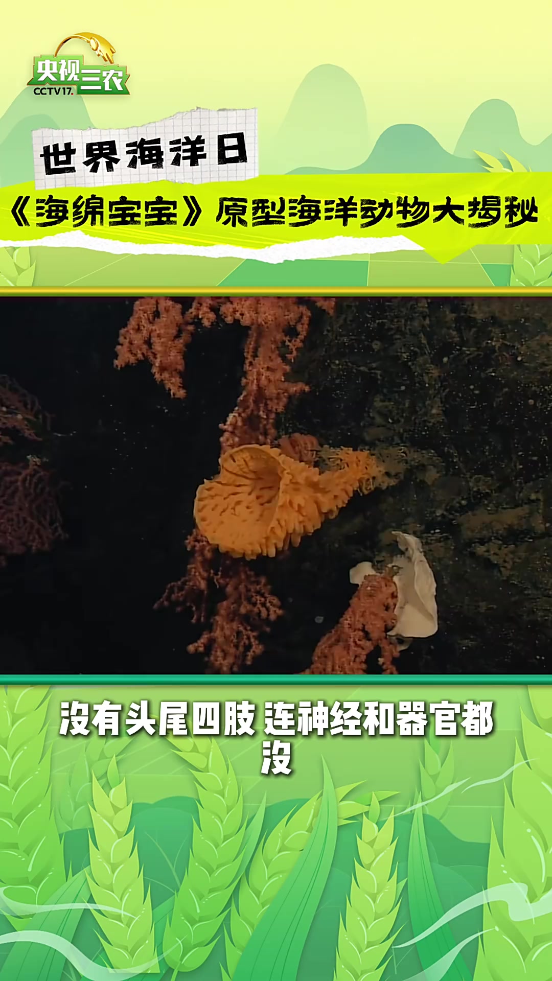 盘点海绵宝宝里的生物原型