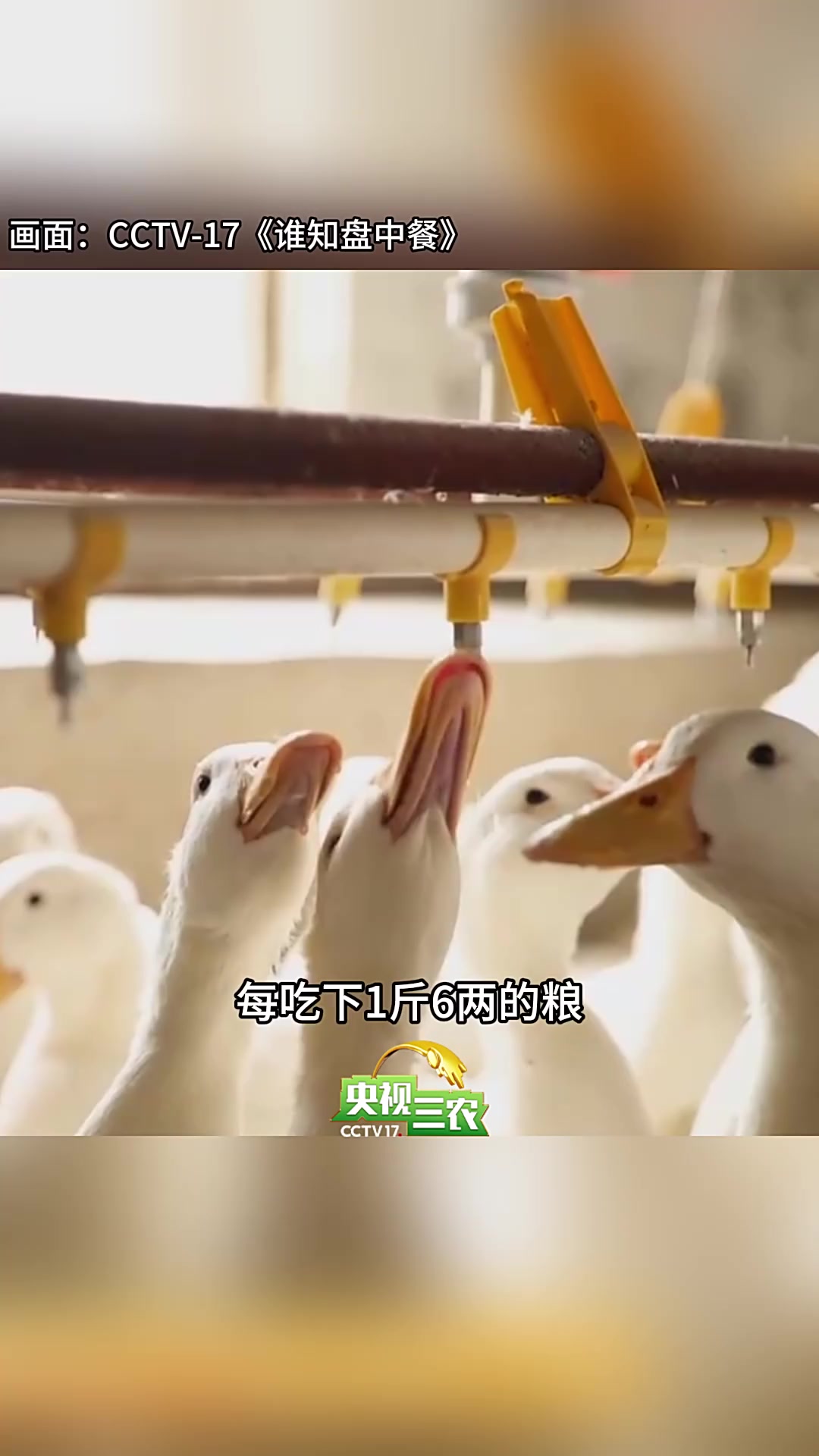 街边烤鸭竟有“留洋身世”