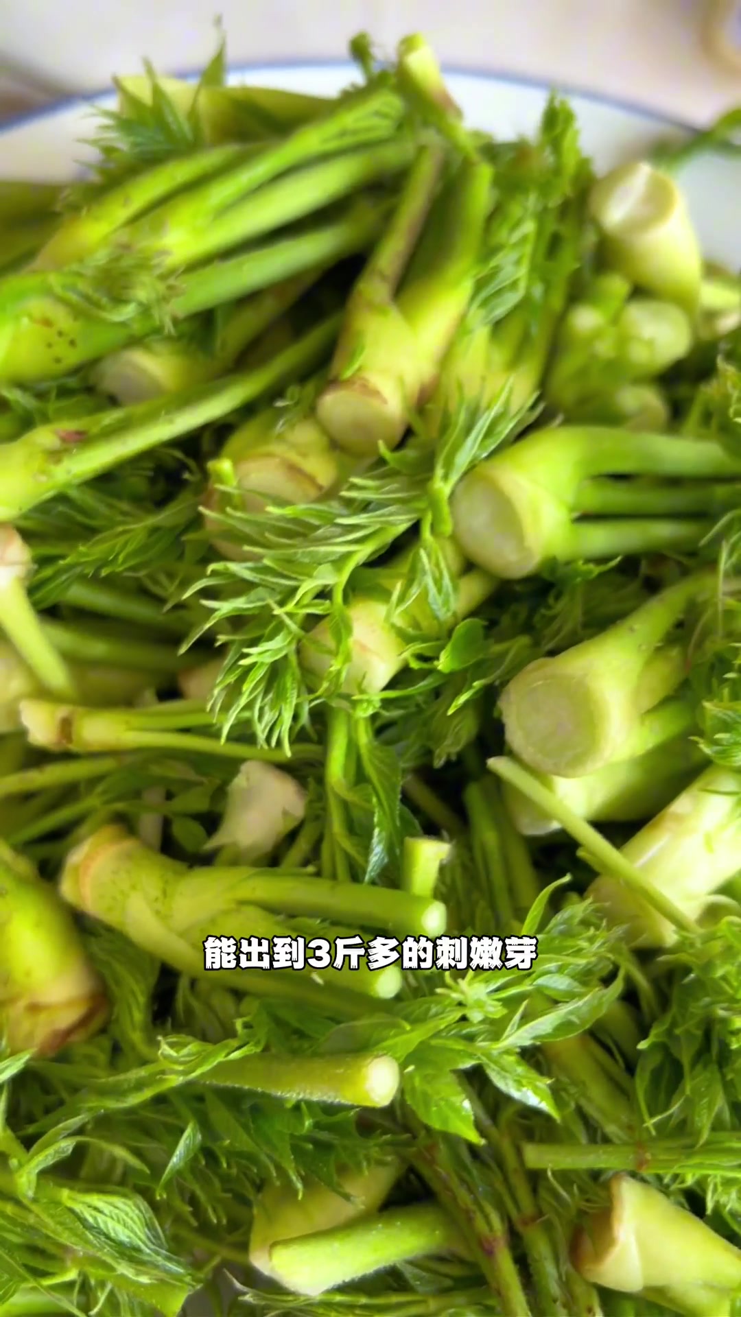东北山野菜之王刺嫩芽