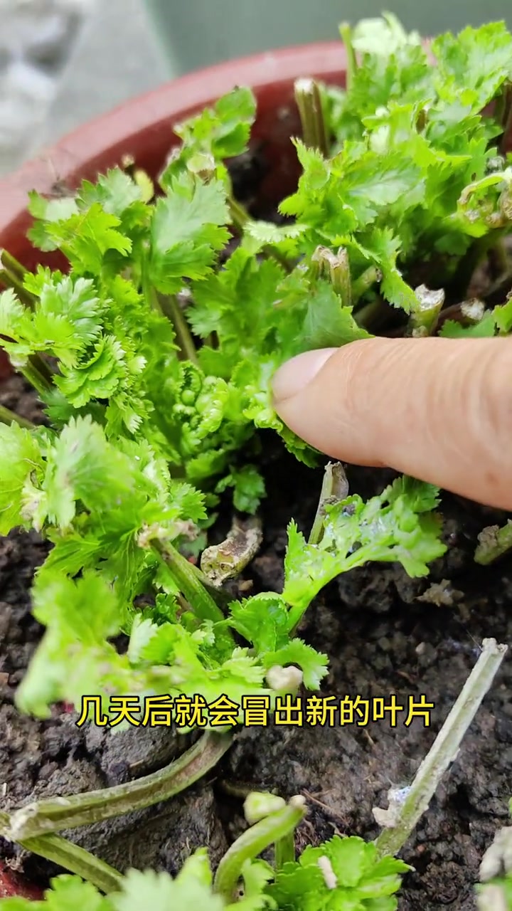 用香菜根种香菜,省去了一大半时间,可以吃上大半年