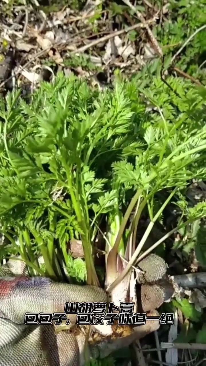 你们要的山野菜吃法来喽，感觉在东北没有什么野菜是一碗酱，和包饺子解决不了的问题