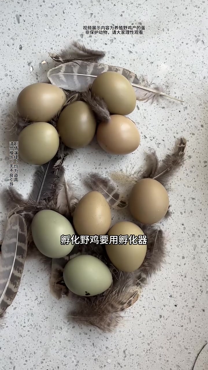 我捡到野鸡蛋竟然真的成功孵化了!不过这种早产的小鸡真的很难照顾