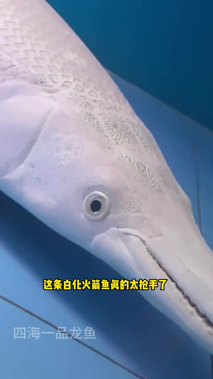 白化火箭鱼特惠 水族 观赏鱼