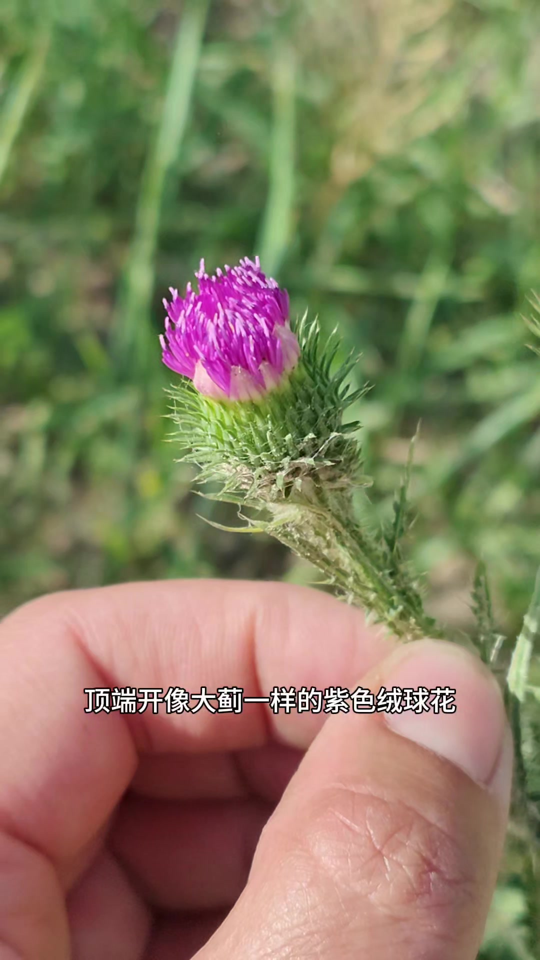 长得酷似大蓟，很多人分不清楚，挖回去食用，太危险了#健康#