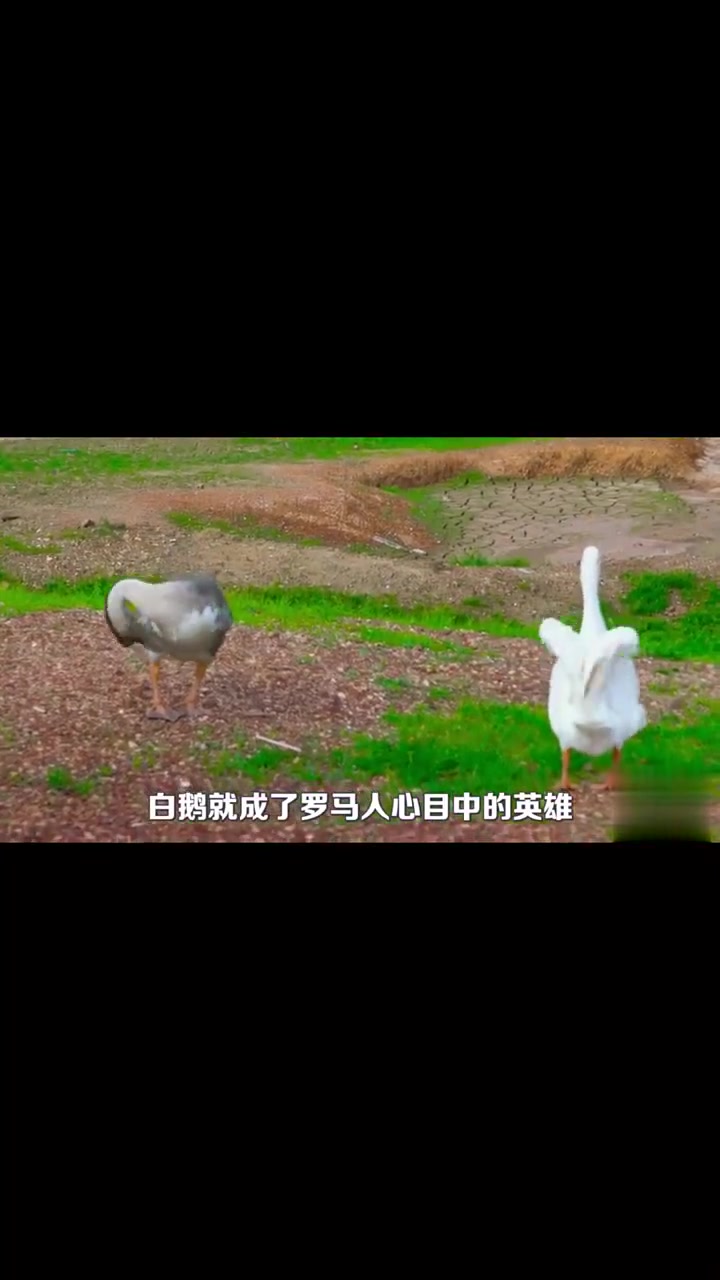 你被大鹅欺负过吗?为什么说有鹅无蛇?鹅的真面目超出你的想象!