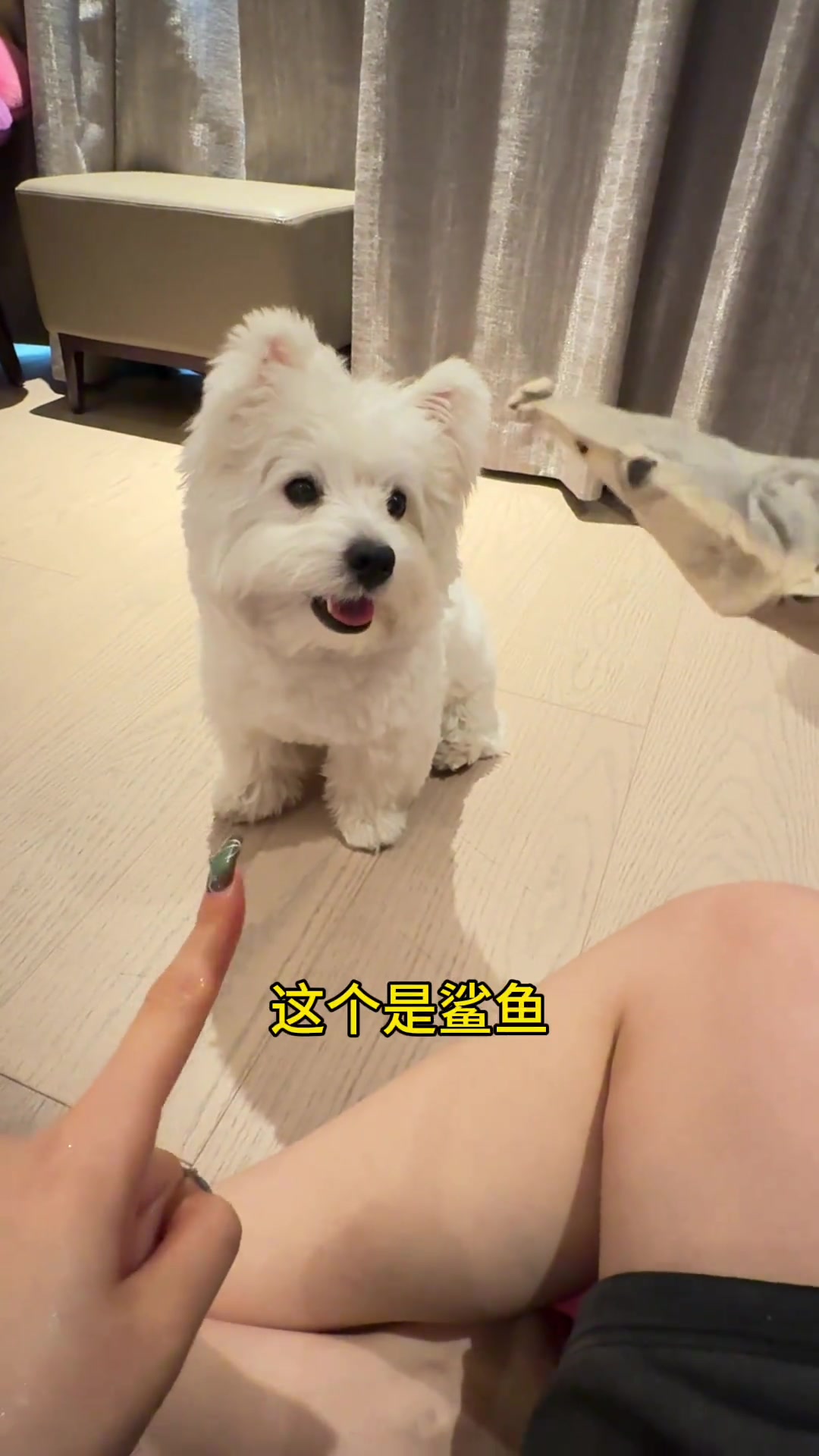 小狗海龟汤的奇妙故事,西高地犬与撸米的温馨日常