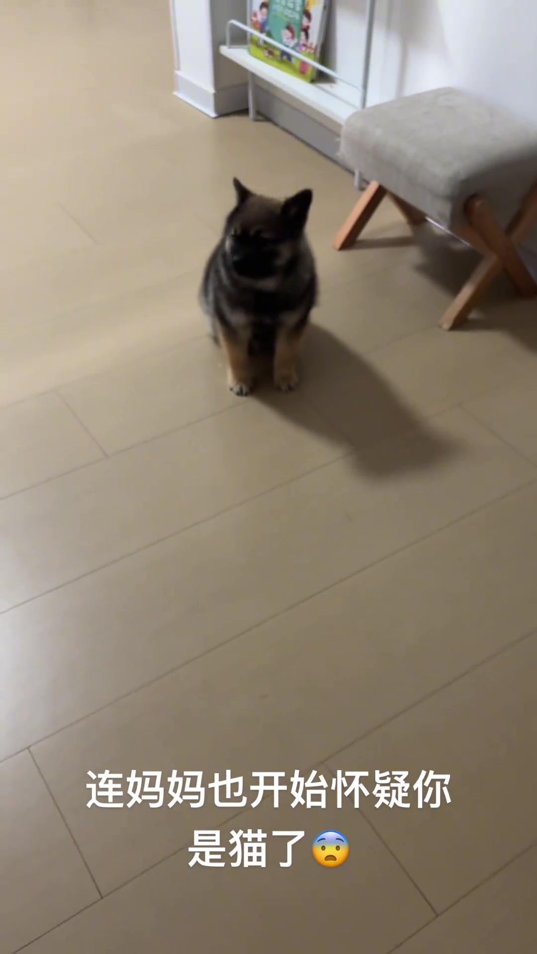 可爱的小狗奶茶,七个月大仅七斤,长不大的田园犬